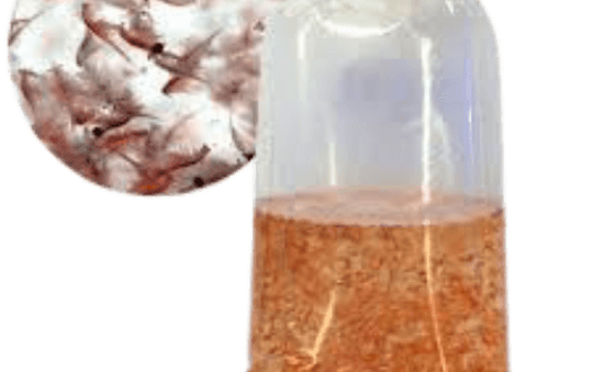بیومس غنی شده زنده آرتمیا