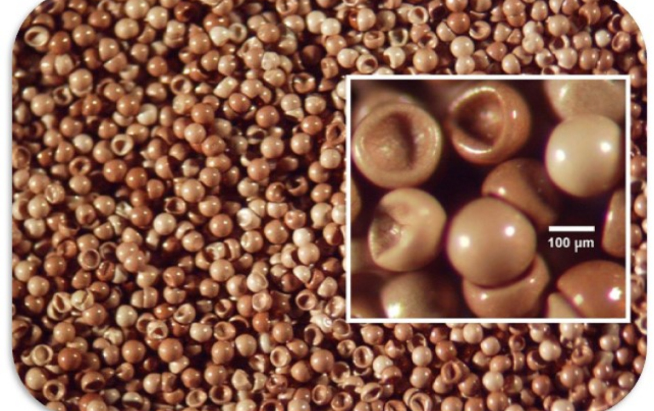 سیست خشک آرتمیا